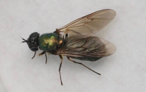 Réf. 321 051 : Chloromyia formosa